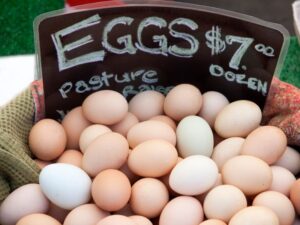 farm fresh eggs for sale canva