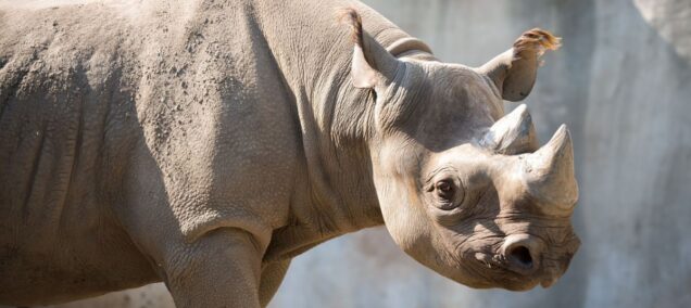 Potter Park Zoo rhino FB