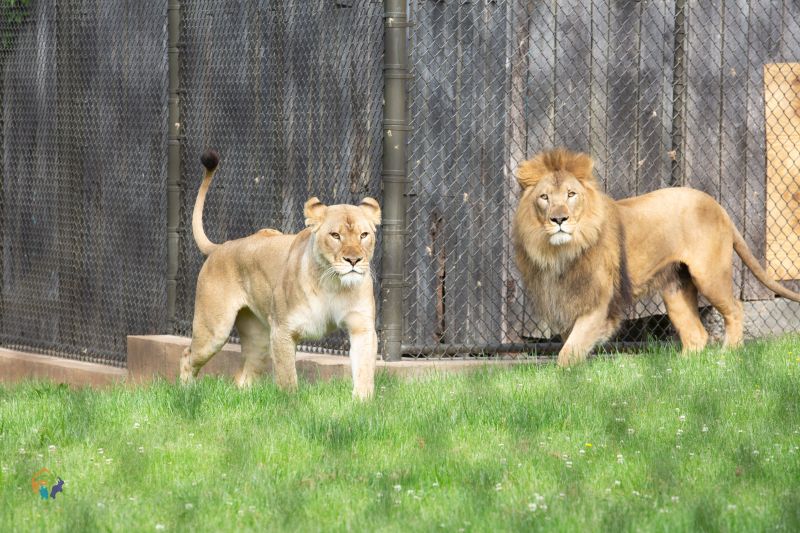 Amara and Upepo exploring their habitat at Zoo Knoxville. (Photo Courtesy of Zoo Knoxville.)