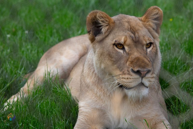 Amara is a an outgoing, curious and attentive six-year-old female lion. (Photo Courtesy of Zoo Knoxville.)