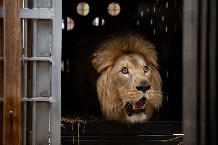 Upepo is a confident and active, nine-year-old lion who weighs more than 425 pounds. (Photo Courtesy of Zoo Knoxville.)