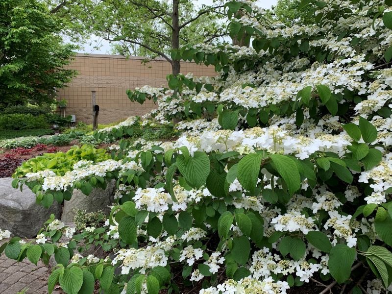 Kent MSU Extension Grand Ideas Garden Grand Rapids May - Shasta Viburnum FB