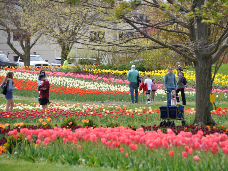 Window on the Waterfront Park Tulip Festival