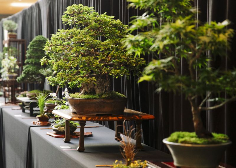 meijer gardens bonsai show