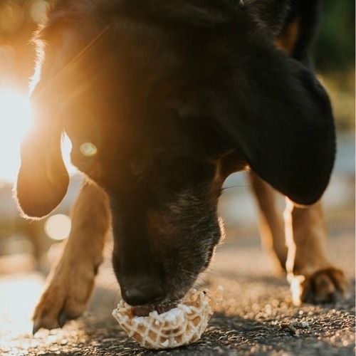 dog with ice cream cone