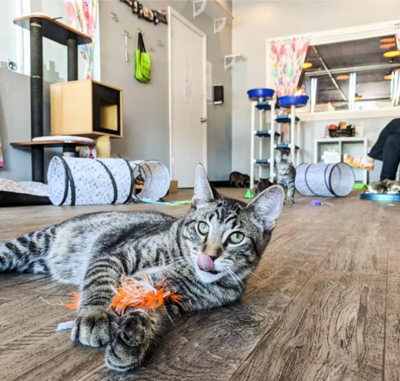 Happy Cat Cafe Grand Rapids