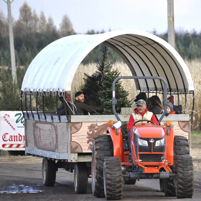 christmas tree farm (1) (1)
